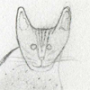 Ocicat by David Turner